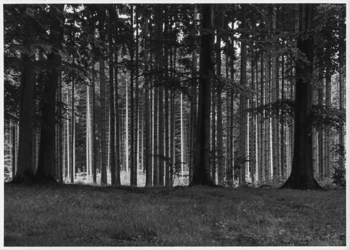 TEGG – Bild »Wald« aus Bilderserie »Frühe Arbeiten – Sammelsurium«