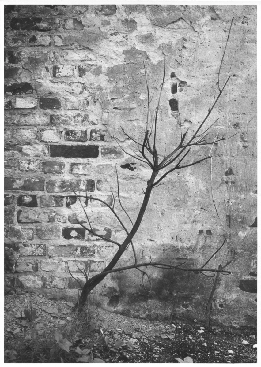 TEGG – Bild »Strauch« aus Bilderserie »Frühe Arbeiten – Sammelsurium«