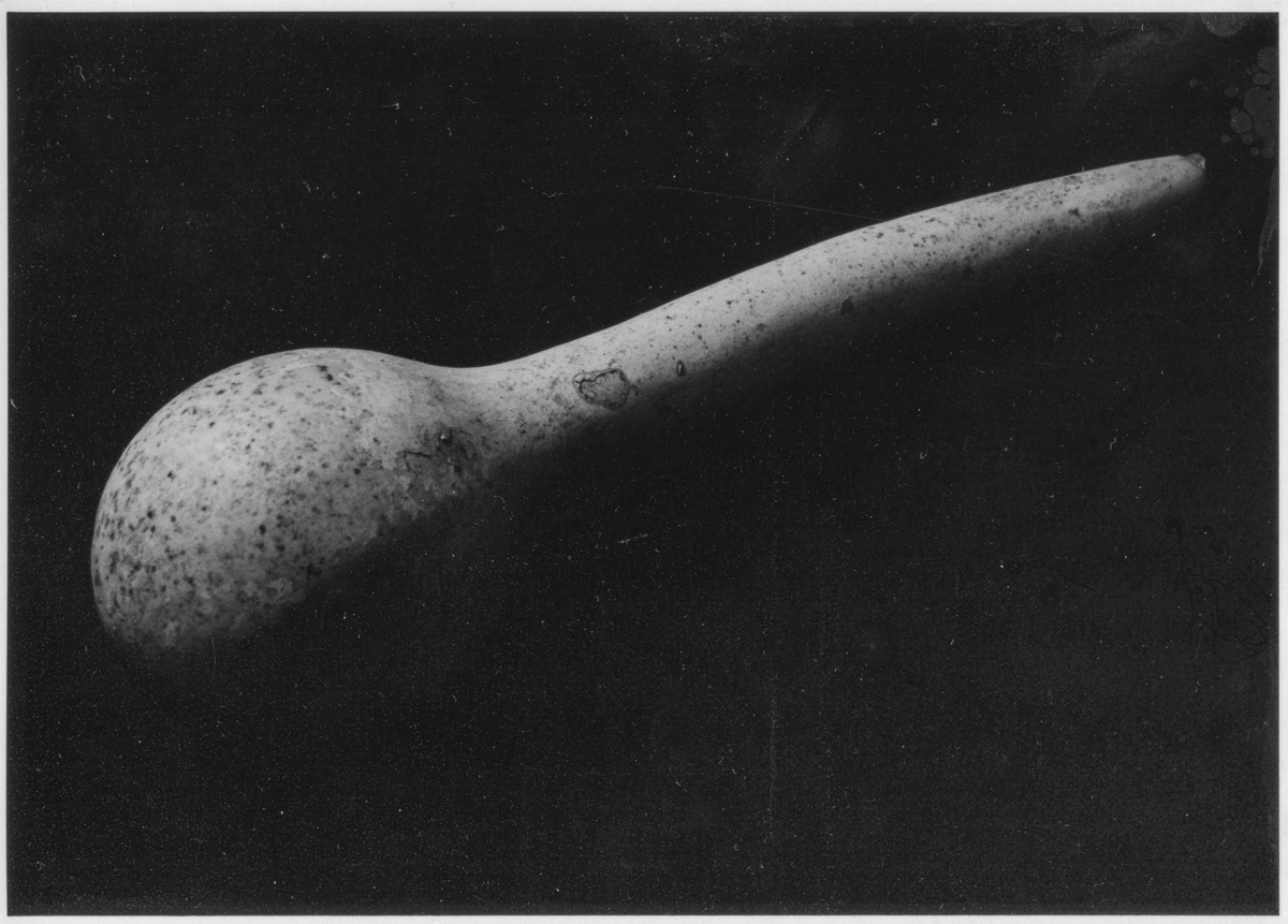 TEGG – Bild »Flaschenkürbis« aus Bilderserie »Frühe Arbeiten – Stillleben«